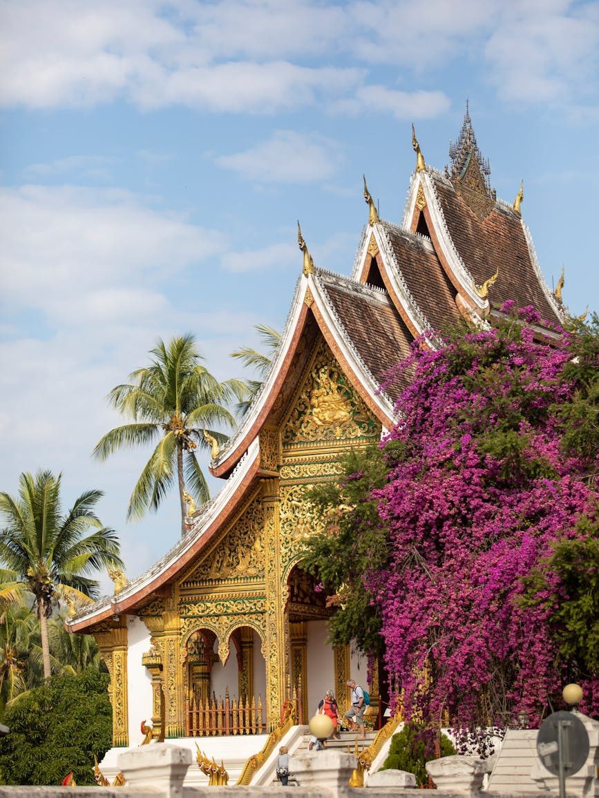 A traditional Lao temple with ornate golden architecture, surrounded by vibrant purple bougainvillea and palm trees under a blue sky.