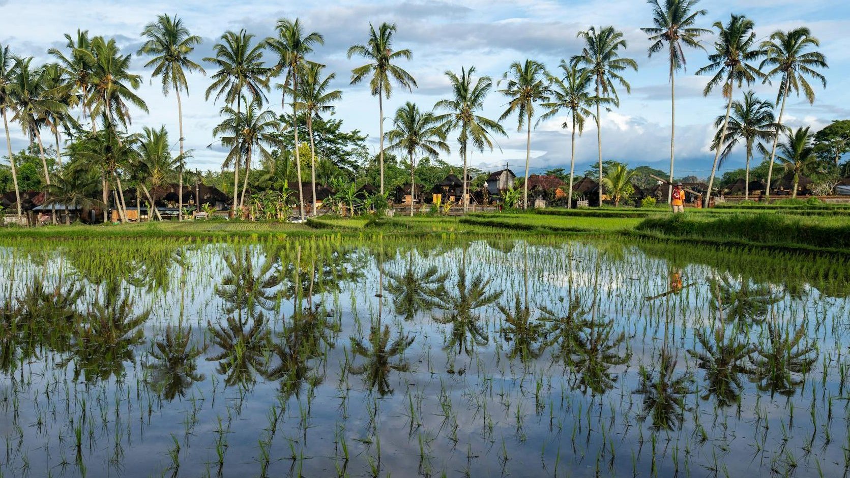 A scenic view of a rice field reflecting palm trees and a clear blue sky.